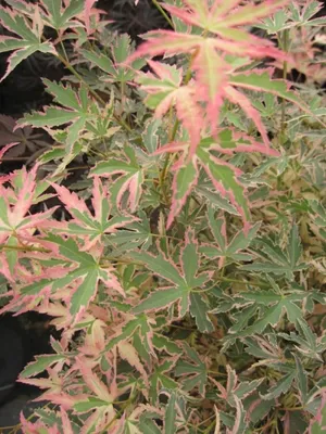 Produktbild von Ahorn palmatum Taylor - japanischer Fächerahorn Taylor - 80-100