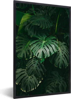 Produktbild von MuchoWow® MuchoWow® Gerahmtes Poster Blätter - Monstera - Muster - Mädchen - Kinder - Jungen 20x30 cm - Poster mit zchwarzem Bilderrahmen - Drucken - Bilder Poster im Rahmen