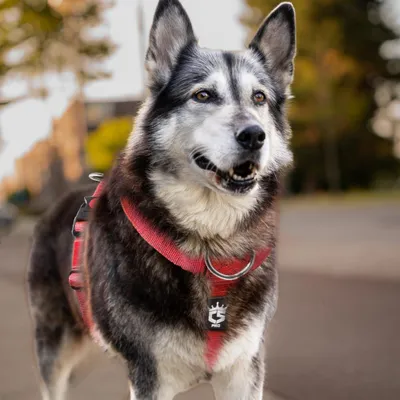 Produktbild von Taktisches Hundeharness, 3,8 cm breit, robust, rot, mittelgröße