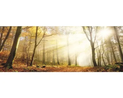 Produktbild von Glasbild Sun & Forest II 125x50 cm