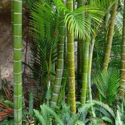 Zdjęcie produktu dla Bambus olbrzymi Moso (Phyllostachys edulis)  – 20 nasion