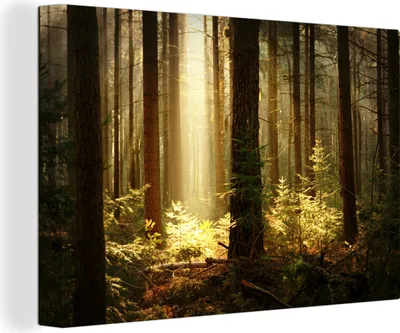 Produktbild von OneMillionCanvasses® - Leinwandbilder - 150x100 cm, Wald - Bäume - Sonne, Wandbilder Kunstdruck Wanddekoration