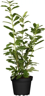 A potted plant with green leaves and stems, set against a white background.