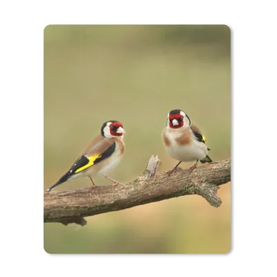 Produktbild von MuchoWow® Mauspad Mousepad Zwei kleine Stieglitze auf einem Baumast 30x40 cm - Mousepads - Maus Mat - Pad - Mausunterlage - Mausmatten