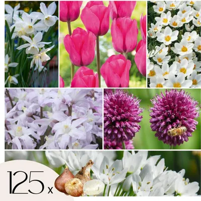 Image de Mélange de bulbes pour le jardin - Set de 125 - Allium Narcissus Muscari, Tulipa