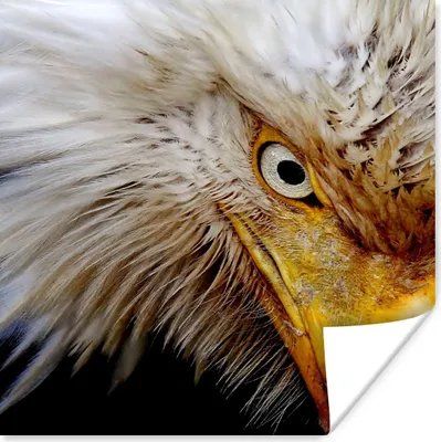 Produktbild von MuchoWow® Poster Vogel - Auge - Schnabel 50x50 cm - Wohnzimmerdekoration