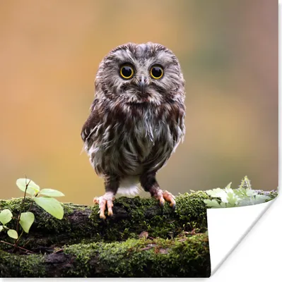 Produktbild von MuchoWow® Poster Steinkauz 75x75 cm - Wand Dekoration