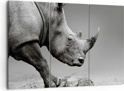 Produktbild von Bild auf Leinwand - Leinwandbild - 3 Teile - Nashorn Monochrom Tier - 105x70cm - Wand Bild - Wanddeko - Wandbilder - Leinwanddruck - Bilder - Wanddekoration - Leinwand bilder - CE105x70-4954
