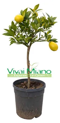 Obrázek produktu pro Limequat (rostlina v květináči, velikost 20)