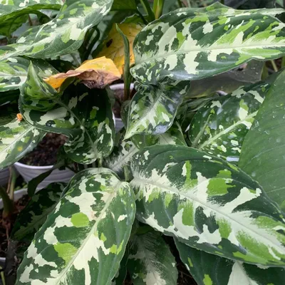 Produktbild von Tarnpflanze (Aglaonema pictum) - 1 Samen