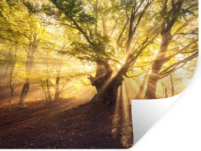 Produktbild von MuchoWow® Wandtattoo Wandsticker Wandaufkleber Baum - Wald - Sonne 120x90 cm Selbstklebend und Repositionierbar - Aufkleber