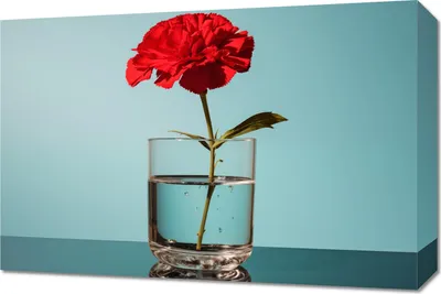 Produktbild von Wandbild 'Blume im Glas' – Rote Blume im Wasserglas, 60x40cm, auf Kiefernholzrahmen