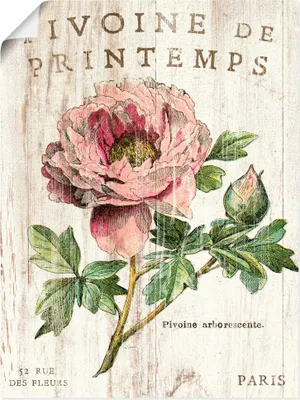 Produktbild von ARTland Poster Pfingstrose Größe: 45x60 cm