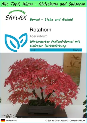 Produktbild von SAFLAX Garden to go - Rotahorn - Acer rubrum - 20 Samen - Mit Topf, Klima - Deckel und Anzuchtsubstrat