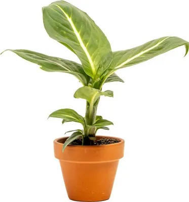 Obrázok produktu pre Gardner's Dieffenbachia Sterling, priemer 6 cm