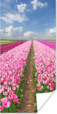 Produktbild von MuchoWow® Poster Tulpen - Sonne - Frühling 60x120 cm - Wandschmuck