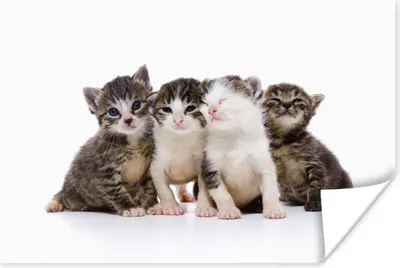 Produktbild von MuchoWow® Poster Katze - Haustiere - Fell - Porträt 30x20 cm - Plakate - Print