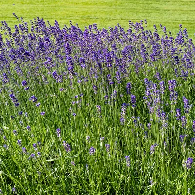 Produktbild von 3er-Set Lavandula Angustifolia Hidcote, Lavendel, 10-20 cm, Topf 9 cm