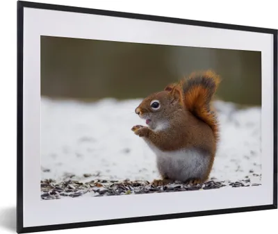Produktbild von MuchoWow® MuchoWow® Gerahmtes Poster Eichhörnchen - Tier - Schnee - Winter 60x40 cm - Poster mit zchwarzem Bilderrahmen - Schlafzimmer - Plakat in Rahmen - Drucken