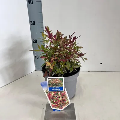 Obrázek produktu pro Nandina domestica Red Light – nebeský bambus | 20–25 cm v květináči