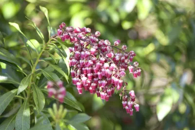 Produktbild von Pieris japonica 'Passion', Japanische Lavendelheide, 25–30 cm