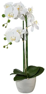 Produktbild von Kunstblume Phalaenopsis. Künstliche Orchidee im Zementtopf. 58cm Weiß