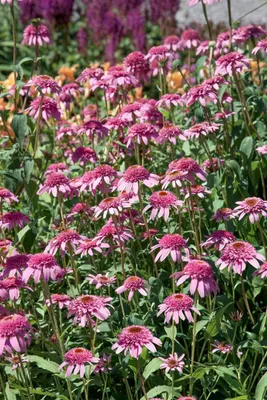 Produktbild von Echinacea purpurea 'Razzmatazz', Sonnenhut, rosa, ca. 11x11 cm Topf