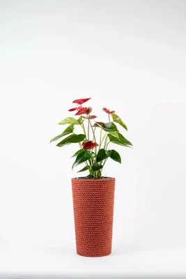Zdjęcie produktu dla ADONI Ręcznie robiony doniczka z juty z wkładką (36 cm) – Dekoracyjny, boho-stylowy osłonka do doniczek na rośliny pokojowe, kolor czerwony