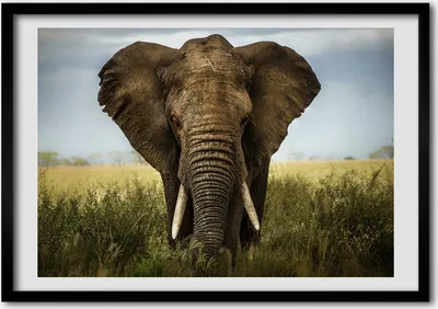 Produktbild von Bild - Bilder - Bilderrahmen - 70 cm x 50 cm - MDF-Rahmen, Wandkunst Elefant in der Savanne