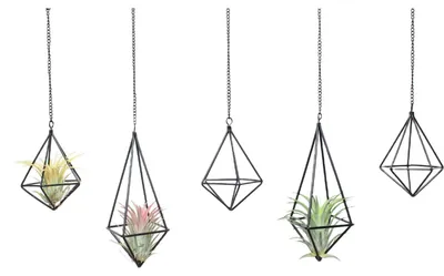 Image de Supports géométriques noirs pour plantes aériennes, pour décoration murale (lot de 5)