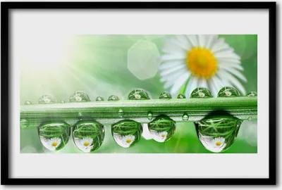Produktbild von Bild 60x40 MDF-Rahmen Wandkunst Dew Blatt-Natur-Gänseblümchen