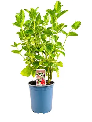 Zdjęcie produktu dla Mentha spicata 'Grapefruitminze', aromatyczna, ok. 11x11 cm Topf