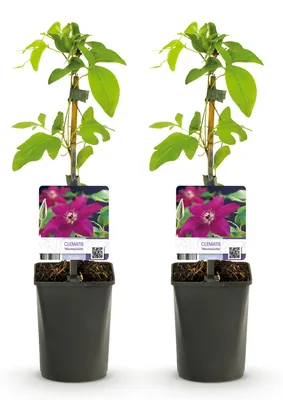 Produktbild von GreenboutiQ - Kletterpflanze - Clematis Westerplatte - Blüte Rot - Pflegeleicht - 2 Pflanzen - Topf 11cm Höhe 40cm