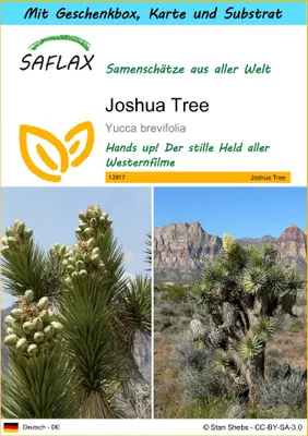 Produktbild von SAFLAX - Geschenk Set - Joshua Tree - 10 Samen - Mit Geschenk- / Versandbox, Versandaufkleber, Geschenkkarte und Anzuchtsubstrat - Yucca brevifolia