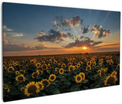 Produktbild von Wallario Premium Leinwandbild Sonnenblumenwiese vor Wolken mit Sonnenuntergang in Größe 60 x 90 cm