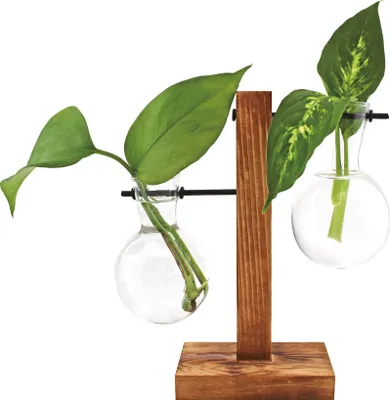 Two glass vases with plant cuttings on a wooden stand against a white background.