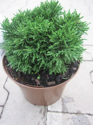 Produktbild von Chamaecyparis lawsoniana Green Globe - Scheinzypresse Green Globe - 15-20cm