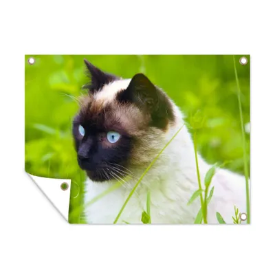 Obrázek produktu pro MuchoWow® Zahradní plakáty - Siamská kočka mezi trávou - 30x40 cm - Zahradní dekorace