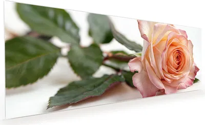 Produktbild von Küchenrückwand Spritzschutz Glas mit Motiv Elegante Rose Blüte 40 x 40 cm