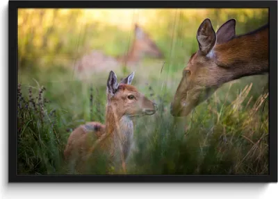 Produktbild von MuchoWow® MuchoWow® Gerahmtes Poster Hirsche - Gras - Wald 60x40 cm - Poster mit zchwarzem Bilderrahmen - Printing - Wanddeko Schlafzimmer