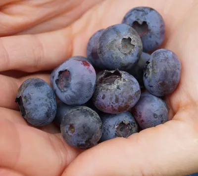 A close-up shot of a person's hands holding a pile of blueberries.