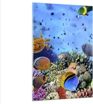 Produktbild von Bilder auf glas - Einteilig - Korallenriff - 80x120cm - Glasbilder - Wandbilder - Bilder - zum Aufhängen bereit - Wanddekoration aus Glas - Glas Bilder - Wandbild auf Glas - GPA80x120-3569
