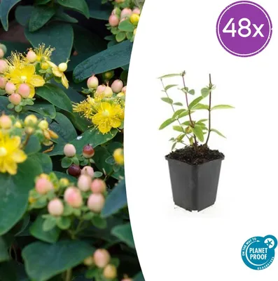 Produktbild von Hypericum inodorum 'Annebel' | 48 Stück - 10-25cm - Ø9cm - Gartenpflanze