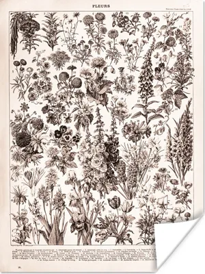 Produktbild von MuchoWow® Poster Pflanzen - Blumen - Schwarz - Weiß 30x40 cm - Wandplakat - Poster Kinderzimmer