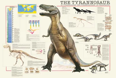 Image de Educational - Éducation - Tyrannosaurus - Dinosaure poster éducatif 98x68 cm
