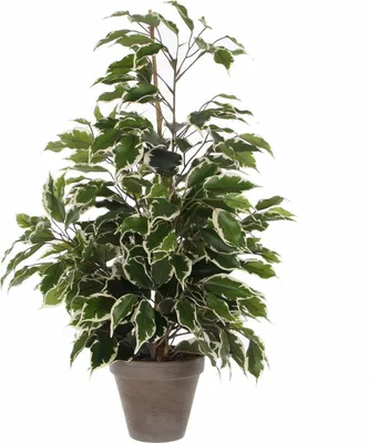 Produktbild von Mica Decorations Kunstliche Pflanze Ficus - grun/weis - 65 cm - innen