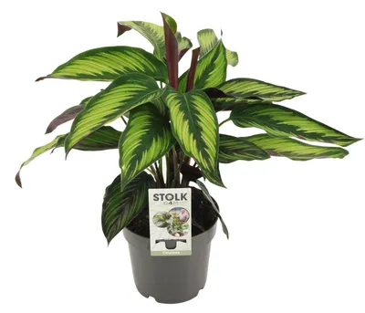 Zdjęcie produktu dla Calathea Majestica Princeps - 35-45cm - Ø14cm - Roślina doniczkowa - Zimozielony