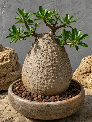 Produktbild von SaatPilot Fockea edulis 30 Samen Hottentottenbrot