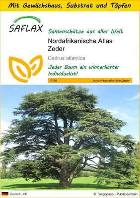 Produktbild von SAFLAX Anzucht Set - Nordafrikanische Atlas Zeder - Cedrus atlantica - 20 Samen - Mit Mini-Gewächshaus, Anzuchtsubstrat und 2 Töpfen