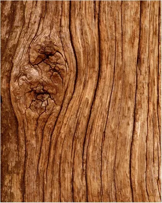 Produktbild von Wallario Poster - Holzstamm mit Asteinschluss, Kunstdruck Größe: 40 x 50 cm